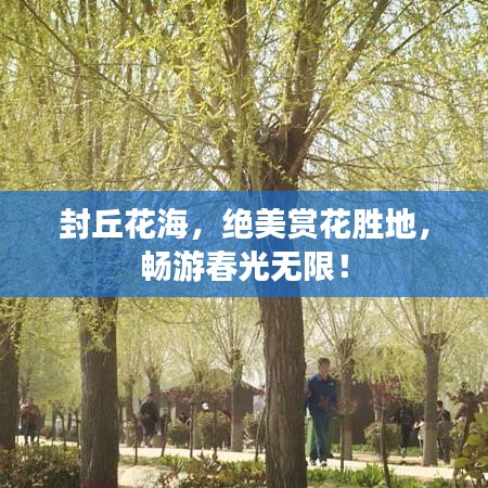 封丘花海，絕美賞花勝地，暢游春光無限！