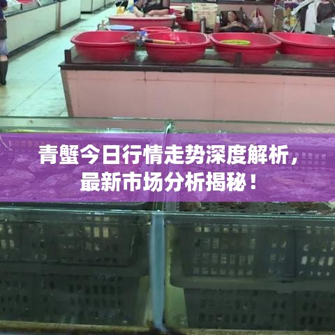 青蟹今日行情走勢深度解析，最新市場分析揭秘！