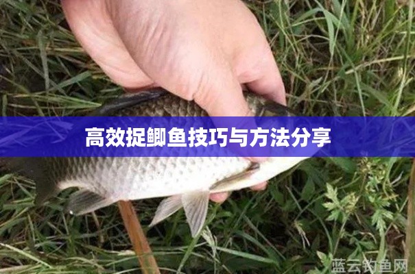 高效捉鯽魚技巧與方法分享