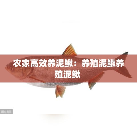 農(nóng)家高效養(yǎng)泥鰍：養(yǎng)殖泥鰍養(yǎng)殖泥鰍 