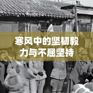 寒風(fēng)中的堅韌毅力與不屈堅持