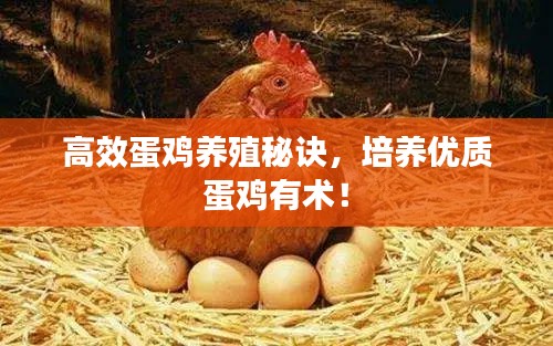高效蛋雞養(yǎng)殖秘訣，培養(yǎng)優(yōu)質(zhì)蛋雞有術(shù)！