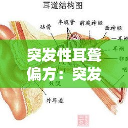 突發(fā)性耳聾偏方：突發(fā)性耳朵聾偏方 