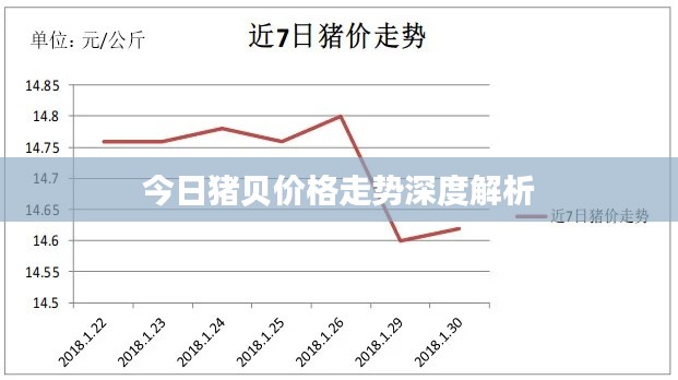 今日豬貝價格走勢深度解析