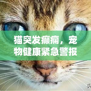 貓突發(fā)癲癇，寵物健康緊急警報(bào)！
