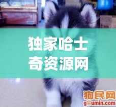 獨(dú)家哈士奇資源網(wǎng)：哈士奇資源網(wǎng)搜索功能 