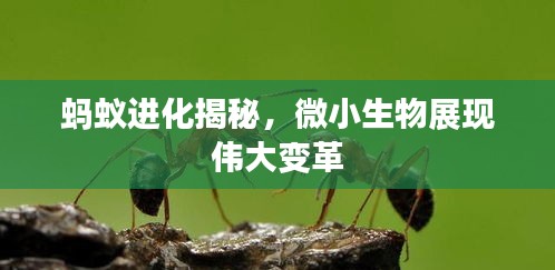 螞蟻進(jìn)化揭秘，微小生物展現(xiàn)偉大變革