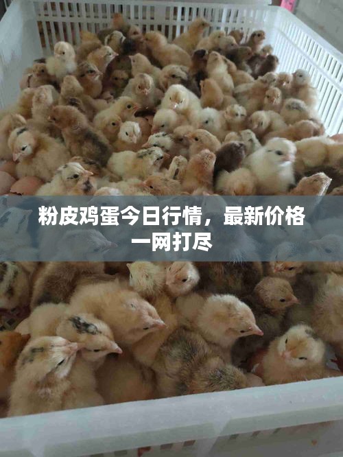 粉皮雞蛋今日行情，最新價(jià)格一網(wǎng)打盡