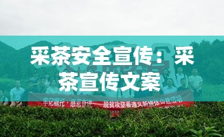 采茶安全宣傳：采茶宣傳文案 