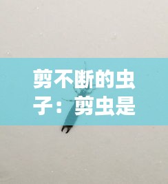 剪不斷的蟲(chóng)子：剪蟲(chóng)是什么蟲(chóng) 