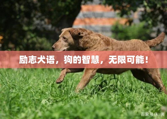 勵志犬語，狗的智慧，無限可能！