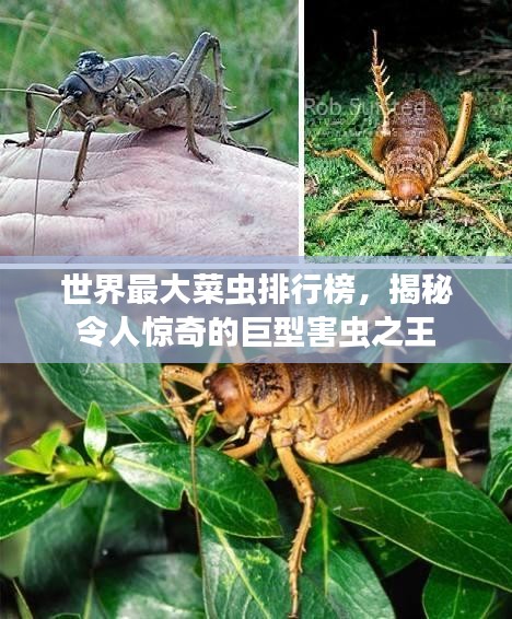 世界最大菜蟲排行榜，揭秘令人驚奇的巨型害蟲之王