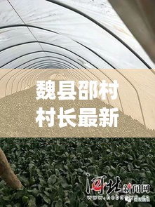 魏縣邵村村長最新動態(tài)，頭條新聞速遞