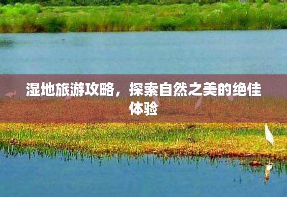 濕地旅游攻略，探索自然之美的絕佳體驗