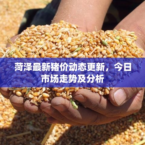 菏澤最新豬價動態(tài)更新，今日市場走勢及分析