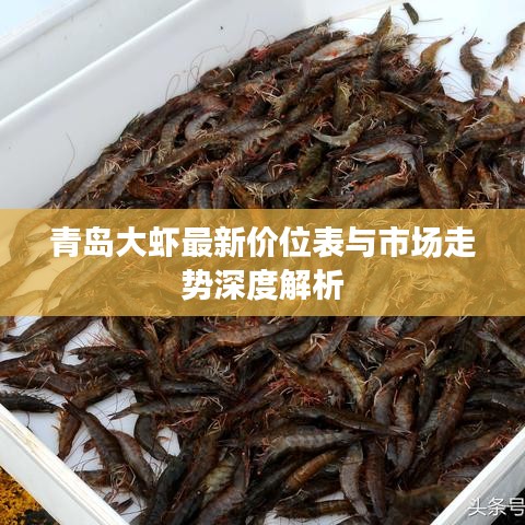 青島大蝦最新價(jià)位表與市場(chǎng)走勢(shì)深度解析
