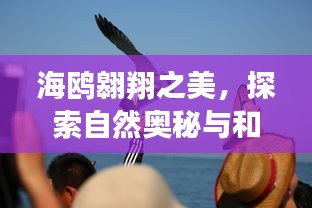 海鷗翱翔之美，探索自然奧秘與和諧共生之道