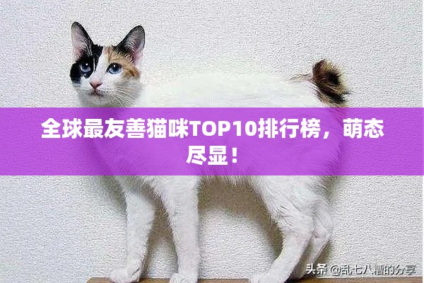 全球最友善貓咪TOP10排行榜，萌態(tài)盡顯！