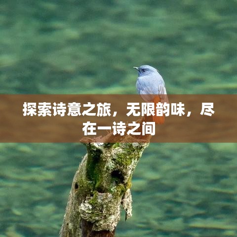 探索詩(shī)意之旅，無(wú)限韻味，盡在一詩(shī)之間