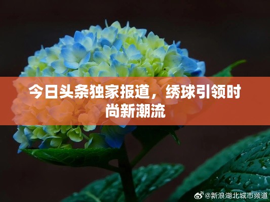 今日頭條獨家報道，繡球引領(lǐng)時尚新潮流