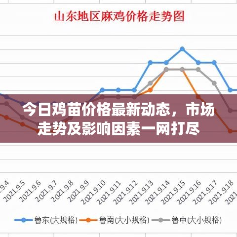今日雞苗價(jià)格最新動(dòng)態(tài)，市場(chǎng)走勢(shì)及影響因素一網(wǎng)打盡