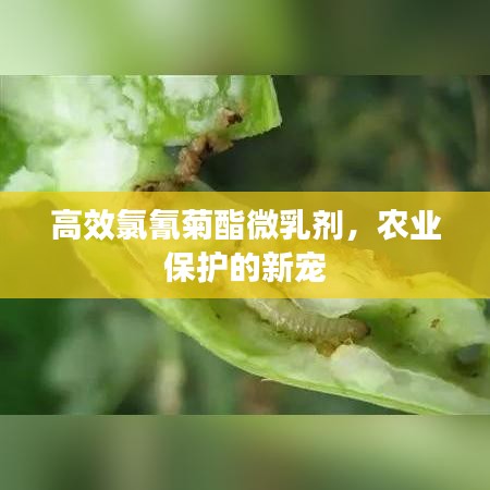 高效氯氰菊酯微乳劑，農(nóng)業(yè)保護的新寵