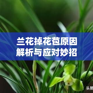 蘭花掉花苞原因解析與應(yīng)對(duì)妙招
