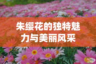 朱纓花的獨(dú)特魅力與美麗風(fēng)采
