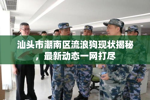 汕頭市潮南區(qū)流浪狗現(xiàn)狀揭秘，最新動態(tài)一網(wǎng)打盡