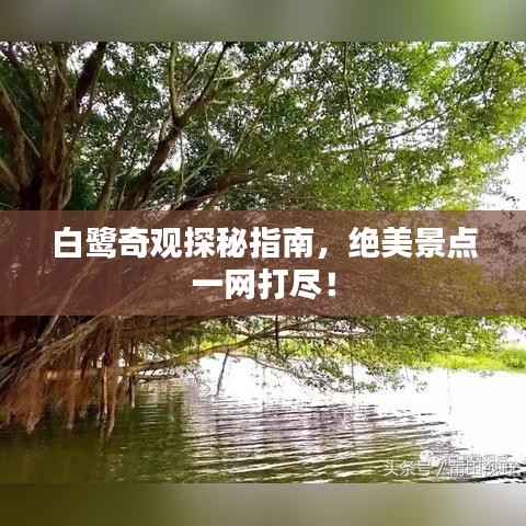 白鷺奇觀探秘指南，絕美景點一網(wǎng)打盡！