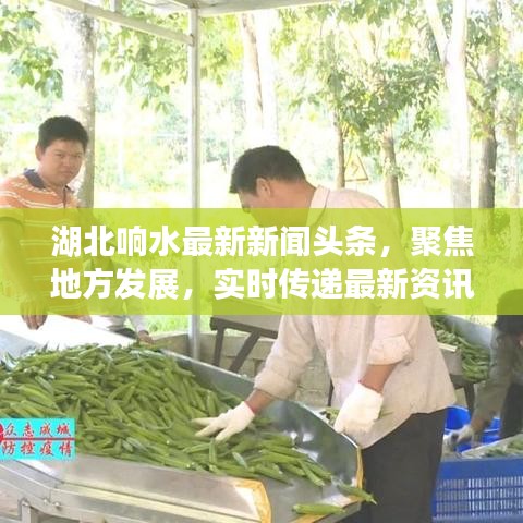 湖北響水最新新聞頭條，聚焦地方發(fā)展，實(shí)時傳遞最新資訊