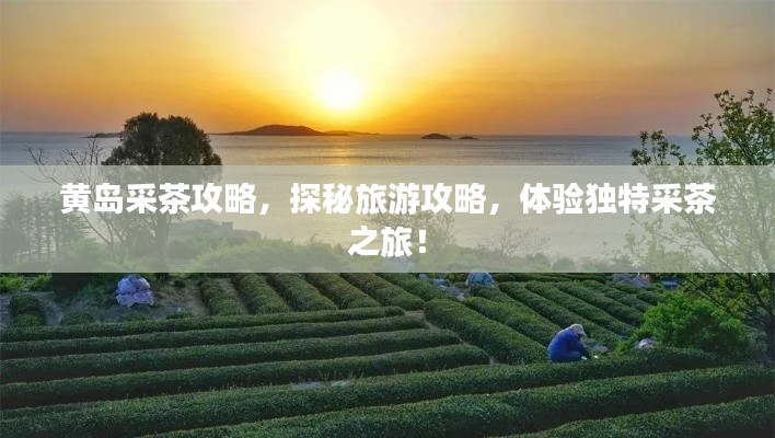 黃島采茶攻略，探秘旅游攻略，體驗獨特采茶之旅！