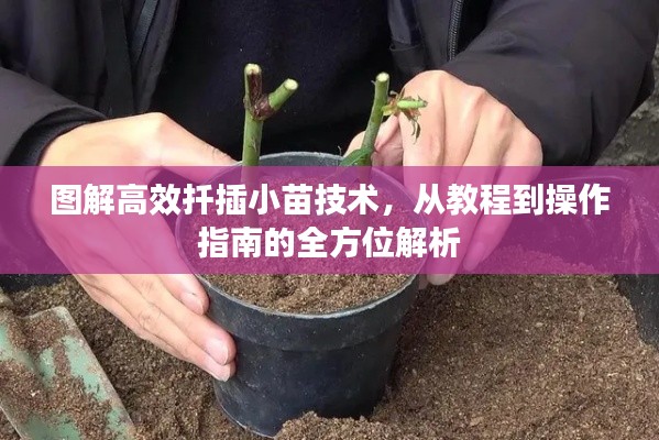 圖解高效扦插小苗技術(shù)，從教程到操作指南的全方位解析