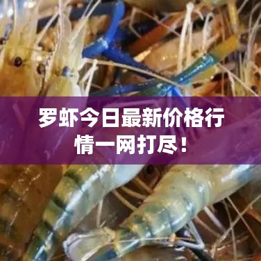 羅蝦今日最新價(jià)格行情一網(wǎng)打盡！