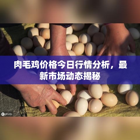 肉毛雞價格今日行情分析，最新市場動態(tài)揭秘