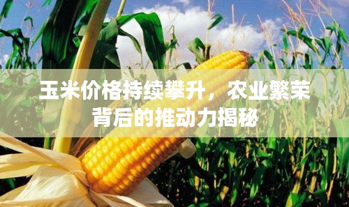 玉米價(jià)格持續(xù)攀升，農(nóng)業(yè)繁榮背后的推動(dòng)力揭秘