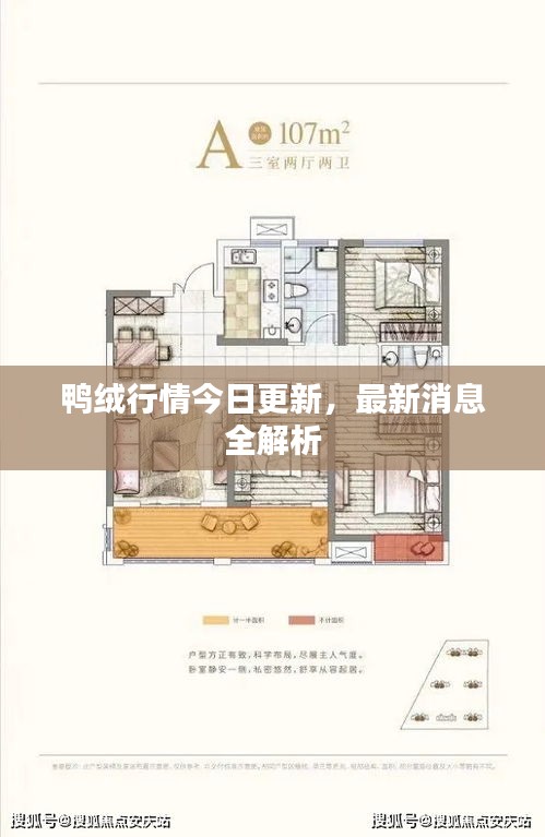 鴨絨行情今日更新，最新消息全解析