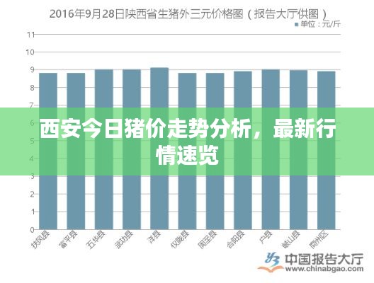 西安今日豬價(jià)走勢分析，最新行情速覽