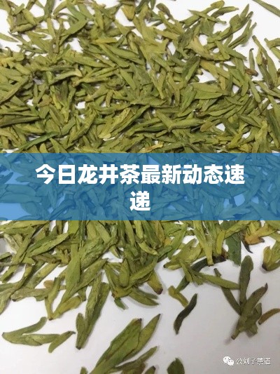 今日龍井茶最新動態(tài)速遞