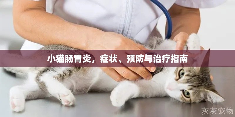 小貓腸胃炎，癥狀、預(yù)防與治療指南