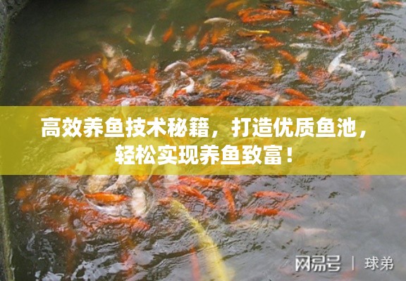 高效養(yǎng)魚技術(shù)秘籍，打造優(yōu)質(zhì)魚池，輕松實(shí)現(xiàn)養(yǎng)魚致富！