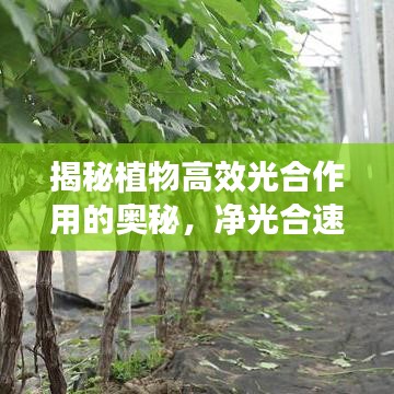揭秘植物高效光合作用的奧秘，凈光合速率專題解析