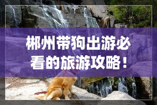 郴州帶狗出游必看的旅游攻略！