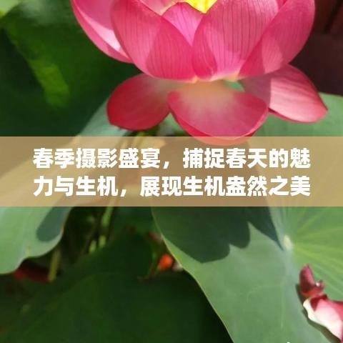 春季攝影盛宴，捕捉春天的魅力與生機，展現(xiàn)生機盎然之美！