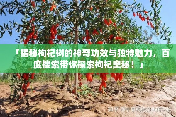 「揭秘枸杞樹的神奇功效與獨特魅力，百度搜索帶你探索枸杞奧秘！」