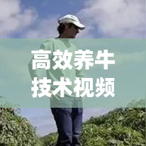 高效養(yǎng)牛技術視頻教程，邁向現(xiàn)代化畜牧業(yè)的秘訣之路