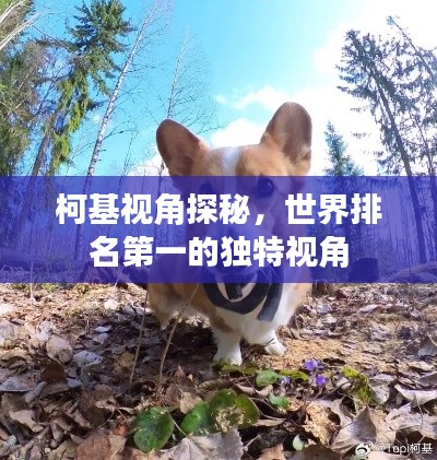 柯基視角探秘，世界排名第一的獨(dú)特視角