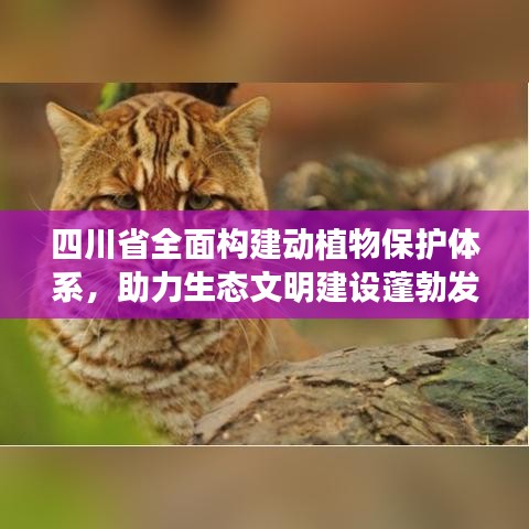 四川省全面構(gòu)建動(dòng)植物保護(hù)體系，助力生態(tài)文明建設(shè)蓬勃發(fā)展