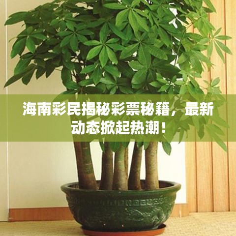 海南彩民揭秘彩票秘籍，最新動(dòng)態(tài)掀起熱潮！