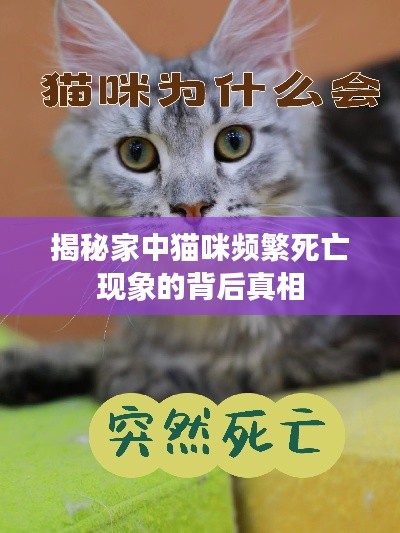 揭秘家中貓咪頻繁死亡現(xiàn)象的背后真相